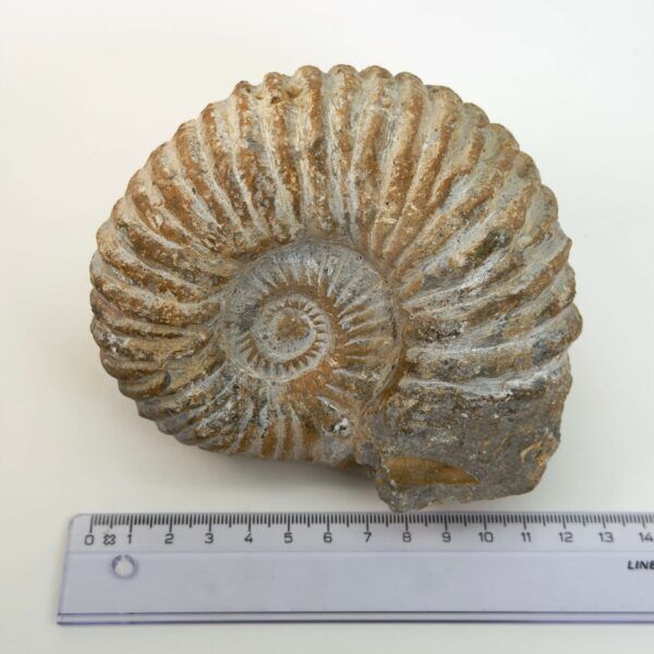 Ammonit fossil med smuk spiral, der symboliserer udvikling, balance og livets naturlige cyklus.