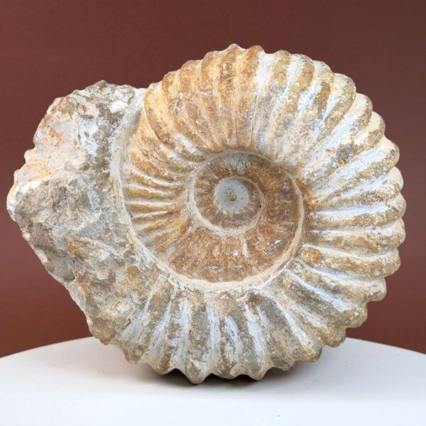 Ammonit fossil med smuk spiral, der symboliserer udvikling, balance og livets naturlige cyklus.