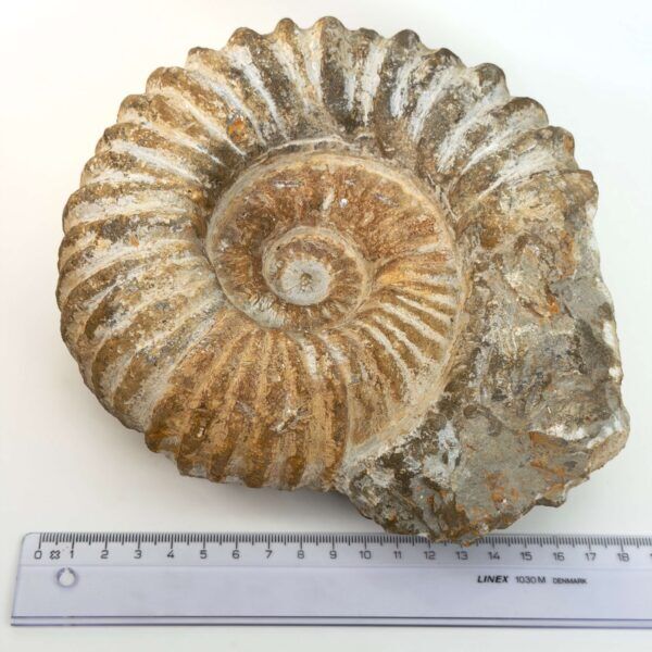 Ammonit fossil med smuk spiral, der symboliserer udvikling, balance og livets naturlige cyklus.