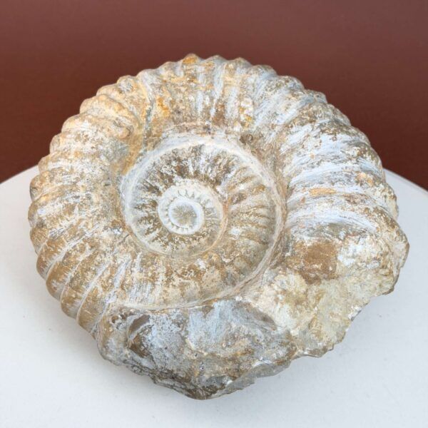 Ammonit fossil med smuk spiral, der symboliserer udvikling, balance og livets naturlige cyklus.