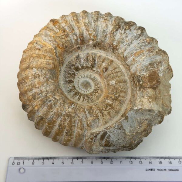 Ammonit fossil med smuk spiral, der symboliserer udvikling, balance og livets naturlige cyklus.