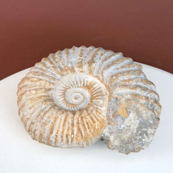 Ammonit fossil med smuk spiral, der symboliserer udvikling, balance og livets naturlige cyklus.