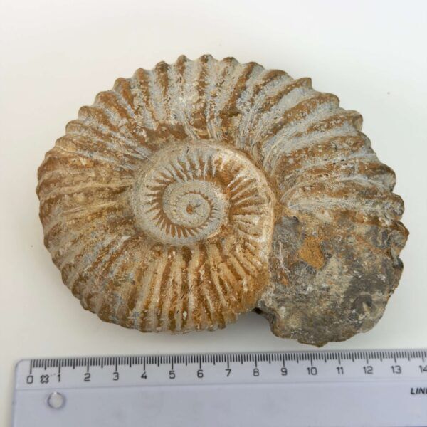 Ammonit fossil med smuk spiral, der symboliserer udvikling, balance og livets naturlige cyklus.