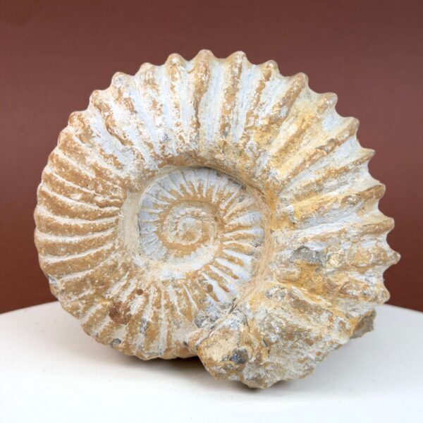 Ammonit fossil med smuk spiral, der symboliserer udvikling, balance og livets naturlige cyklus.