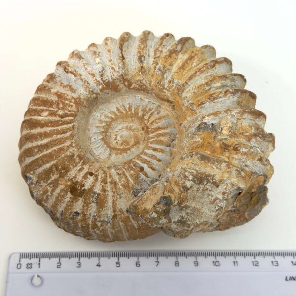 Ammonit fossil med smuk spiral, der symboliserer udvikling, balance og livets naturlige cyklus.