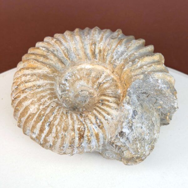 Ammonit fossil med smuk spiral, der symboliserer udvikling, balance og livets naturlige cyklus.