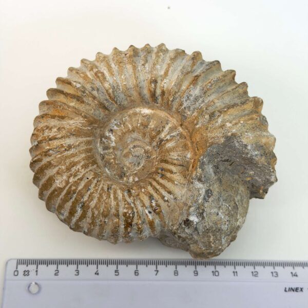 Ammonit fossil med smuk spiral, der symboliserer udvikling, balance og livets naturlige cyklus.